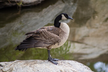 Canadian goose