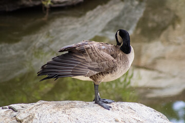 country goose swimming