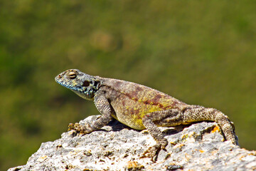 A male Southern Rock Agama, Agama Atra, basking in the sun on top of a small rock outcropping in...