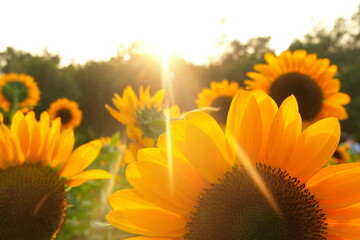 Field of sunflowers with the bright sunlight. Sunflower photos on the rear. Sunflowers are the flowers like sunny © Y U K C U T E