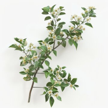 White flowers and leaves on a branch on a white background