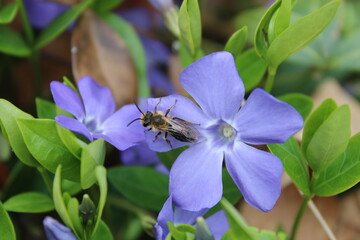 Bee on a Flower 