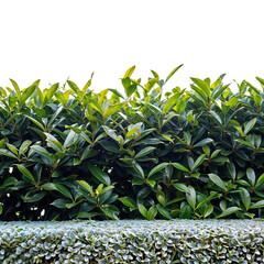 A well-trimmed hedge with a white background.