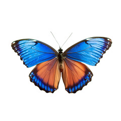Fototapeta premium A blue and orange butterfly with open wings on a white background.