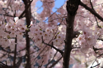 cherry blossom tree