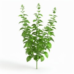 Obraz premium Detailed 3D model of basil plant isolated on white