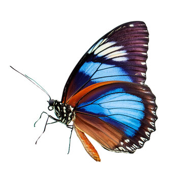Fototapeta A blue and orange butterfly with open wings on a white background.