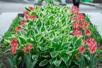 Mix of hostas and flowers tulips in gardening. Flowerbed from green white leaves in composition with red buds. Shade tolerant foliage and blooming tulipas in city park. Natural floral ornament.