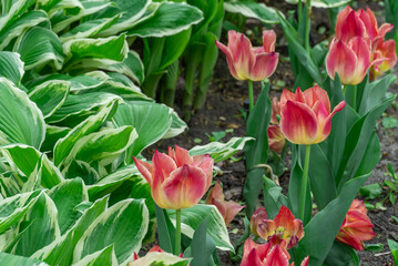 Mix of hostas and flowers tulips in gardening. Flowerbed from green white leaves in composition...
