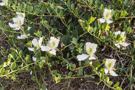 White  flowers of caper shrub (capparis spinosa) in the mountains of Crimea. Russia