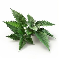 Collection of green leaves against a plain white backdrop