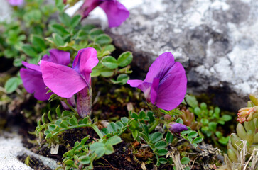 The rock plant Pyrenean vetch (Vicia pyrenaica) in flower