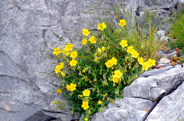 The hoary rockrose rock plant (Helianthemum oelandicum) growing between rocks