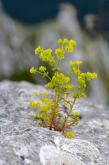 A spurge (Euphorbia sp) in flower growing between the rocks of a lapiaz