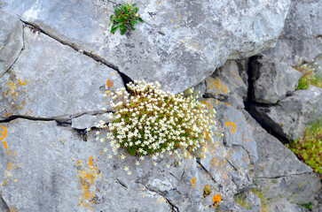 Saxifraga canaliculata (or Saxifraga trifurcata) in flower