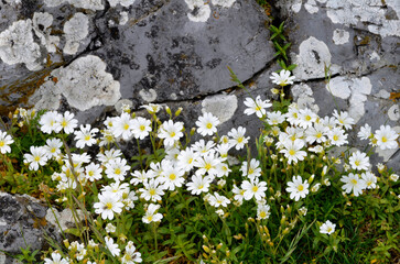 Field mouse-ear (Cerastium arvense) flowers growing between rocks