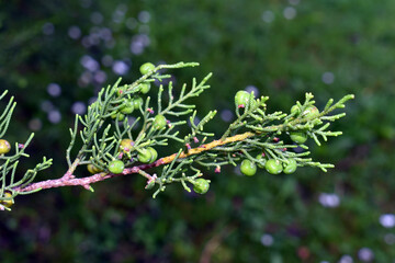 Leaves and fruits of the savin juniper (Juniperus sabina)
