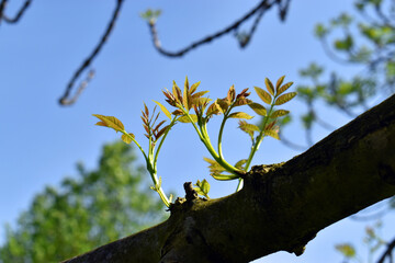 Sprouting new leaves of the ash tree (Fraxinus excelsior)