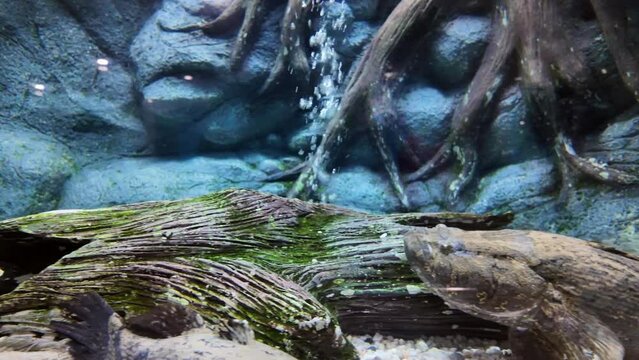 Marbled sleeper or Oxyeleotris marmorata is swimming in aquarium. fresh water fish in Thailand