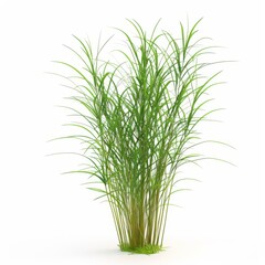 Obraz premium A realistic render of a green plant known as Vacha Acorus calamus on a white background