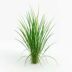 Fototapeta premium Lush green grass plant isolated on a plain white background