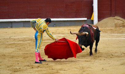 Torero with muleta and bull in the bullring