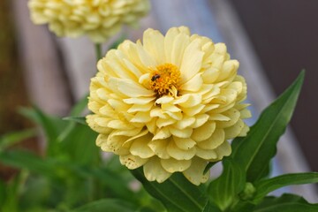 Yellow Zinnia elegans, photo of flowers with spring color, is one of the most famous annual flowering plants of the genus Zinia.