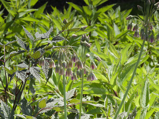 Allium bulgaricum | Bulgarian or Sicilian honey garlic. Erect stem bearing cream flowers shaped like hanging bells tinged with green and purple arranged in umbels above basal long, stubby leaves
