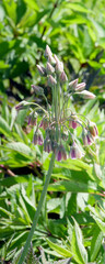 (Nectaroscordum Siculum) Herbaceous perennials of Bulgarian honey garlic with  purple pink and...
