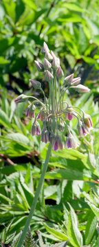 (Nectaroscordum Siculum) Herbaceous perennials of Bulgarian honey garlic with  purple pink and green flowers in drooping bell-shaped on leafless stems and basal, linear, strap-shaped leaves