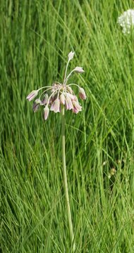 A leafless stem of Bulgarian or Sicilian honey garlic (Allium bulgaricum) bearing bell-shaped pink purple and green flowers in umbels as an ornamental plant

