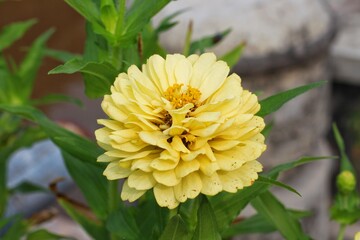 Yellow Zinnia elegans, photo of flowers with spring color, is one of the most famous annual flowering plants of the genus Zinia.