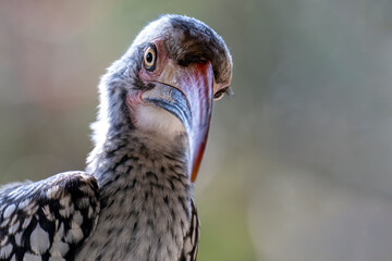 Hornbill