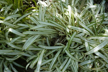 Carex siderosticta is a species of sedge native to East Asia. Hanover Berggarten, Germany.