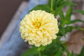 Yellow Zinnia elegans, photo of flowers with spring color, is one of the most famous annual...