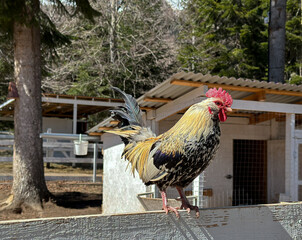 A beautiful rooster on a wooden fence, side view. A rooster on a farm in a mountainous area, early spring.  © Olga