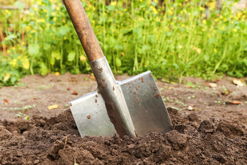 Shovel close up in brown soil ground with grass in garden on sun in sunlight. Organic farming,...