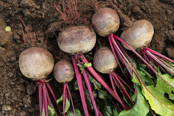 Beetroot fresh harvest in garden. Bunch of freshly harvested organic raw beetroots on soil ground...