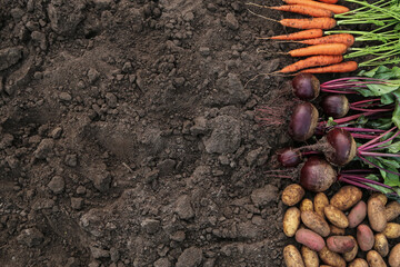 Soil ground texture with organic bio vegetables background, autumn harvest, copyspace. Bunch of...
