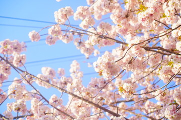 天気の良い青空の日の桜の木の下でお花見