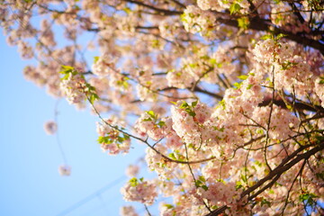 天気の良い青空の日の桜の木の下でお花見