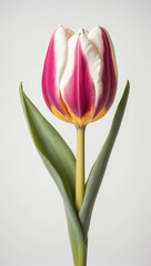 Naklejka premium single fuchsia, yellow and white Tulip (Tulipa) flower on plain background - symbol of love and rebirth