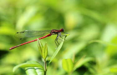 Frühe Adonislibelle - Large Red Damselfly