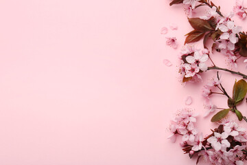 Spring tree branches with beautiful blossoms on pink background, top view. Space for text
