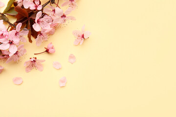 Spring tree branch with beautiful blossoms, flowers and petals on yellow background, flat lay....