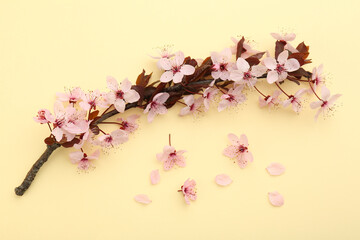 Spring tree branch with beautiful blossoms, flowers and petals on yellow background, flat lay