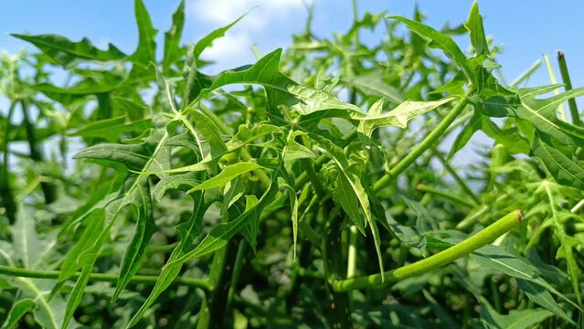 closeup of chaya leaves (Cnidoscolus aconitifolius) against a bright blue sky background, green leaf background, leaf pattern
