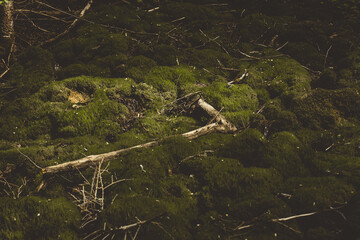 Forest landscape in summer with stones on which thick bright green moss grows. A dead trunk of a tree has fallen.