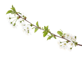 Spring branch with beautiful blossoms and leaves isolated on white