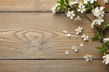 Spring branch with beautiful blossoms, leaves and petals on wooden table, top view. Space for text